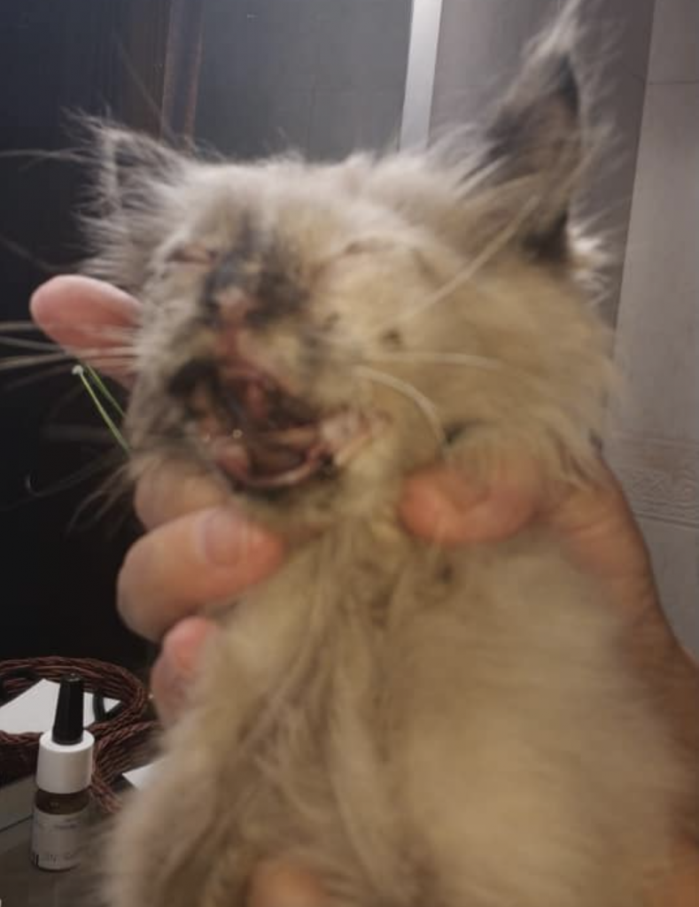 Captura de pantalla 2019 06 27 a las 13.55.07