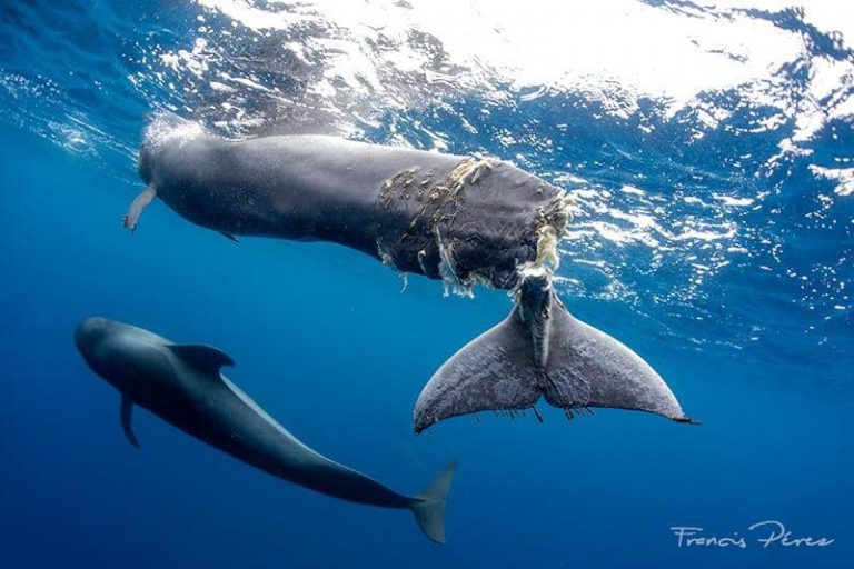 Cuarto nuevas banderas negras a las costas Canarias