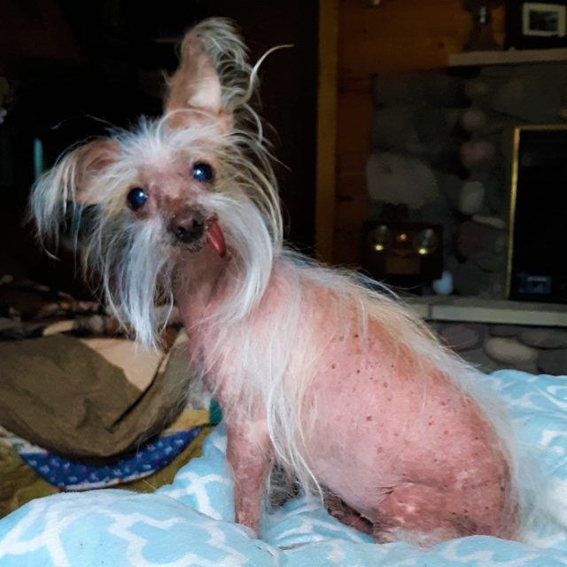 Estos son algunos de los ganadores del concurso de Los Perros más Feos del Mundo 33 Miss Moogie 1024