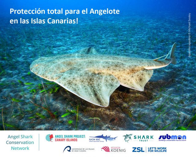 Spanish Angelshark listing ES V1