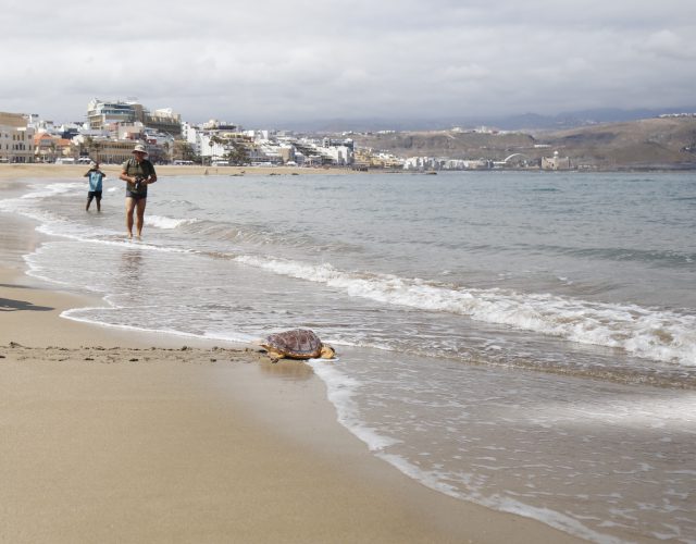 Suelta de tortugas Día Mundial de Los Océanos Playa de Las Canteras
