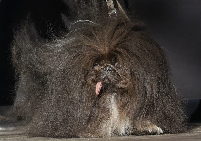 Estos son algunos de los ganadores del concurso de Los Perros más Feos del Mundo 30 Wild Thang 1024