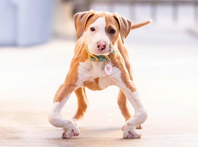 Estos son algunos de los ganadores del concurso de Los Perros más Feos del Mundo 32 Willie Wonka 1024