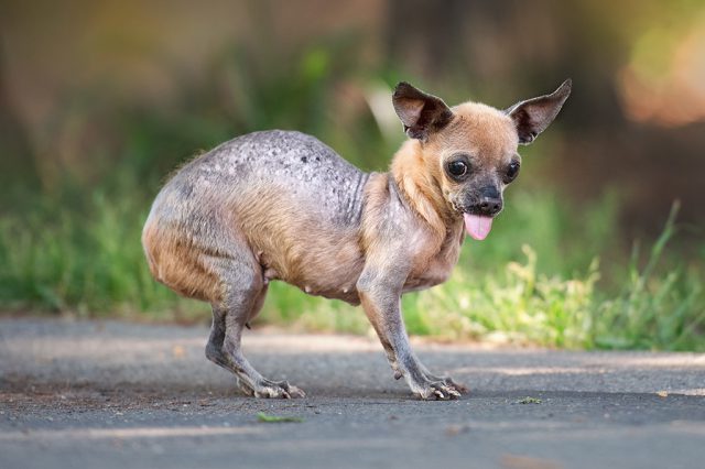 Estos son algunos de los ganadores del concurso de Los Perros más Feos del Mundo 35 gertie 1024