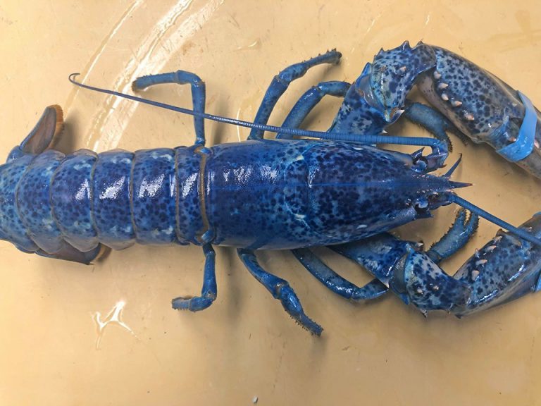 Encuentran una extraña langosta de color azul en el pedido de un restaurante