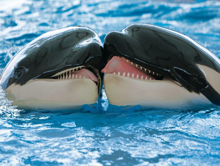 Loro Parque contribuye a describir, por primera vez,  el proceso de reconciliación de las orcas