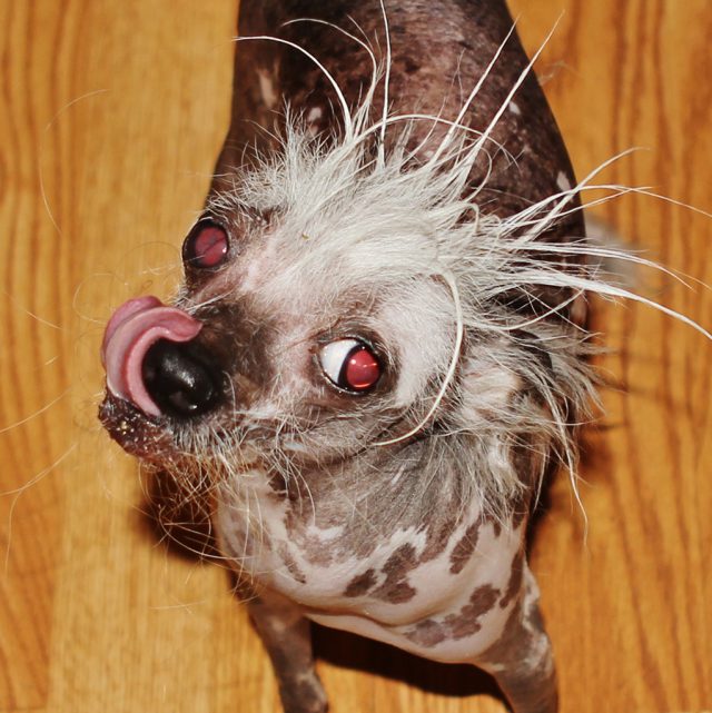 Estos son algunos de los ganadores del concurso de Los Perros más Feos del Mundo 38 rascaldeux 1024