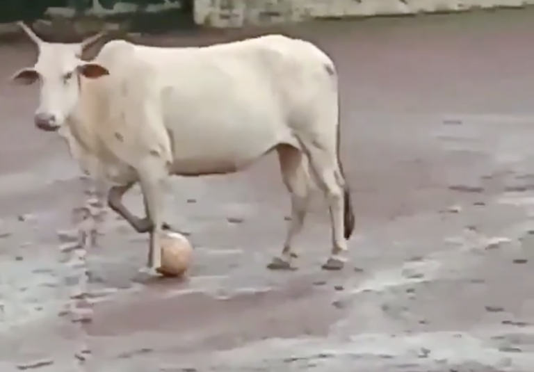 'La vaca Messi' cautiva Internet por su dominio del balón