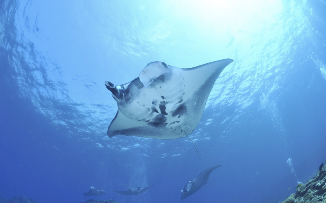 El planeta rompe por primera vez la barrera de las 100.000 especies amenazadas, descubre cuáles son 24 Captura de pantalla 2019 07 18 a las 14.35.44