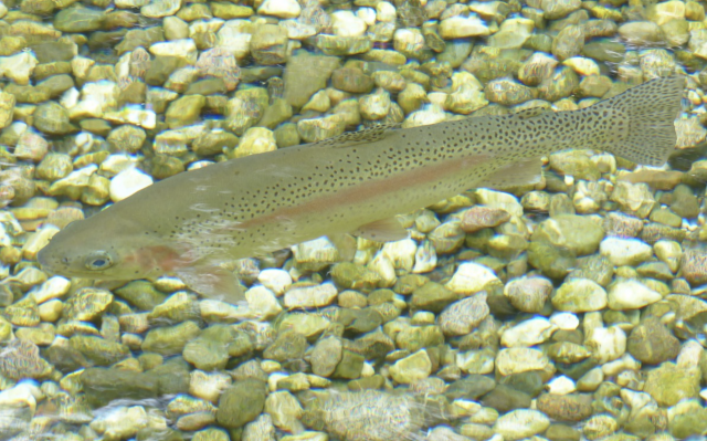 El planeta rompe por primera vez la barrera de las 100.000 especies amenazadas, descubre cuáles son 26 Captura de pantalla 2019 07 18 a las 14.39.24