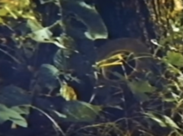 Asesinan a tres niñas en un campamento de verano: el caso de las 'Scout Girls' 17 Captura de pantalla 2019 07 20 a las 18.16.33