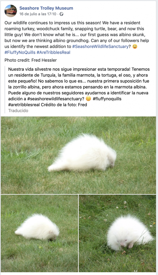 Graban un rarísimo ejemplar de puercoespín albino 29 Captura de pantalla 2019 07 22 a las 11.06.40