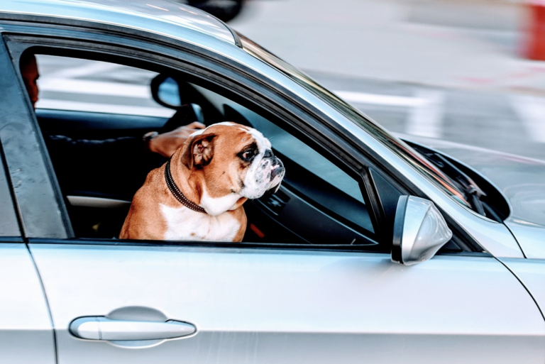 Esto es lo que te cuesta al año mantener a tu perro