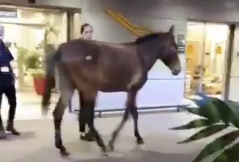 Una mula se pasea por la terminal de un aeropuerto ante el asombro de los viajeros