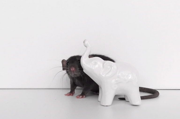 Lo más curioso de la semana