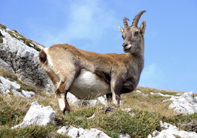 Reto visual: ¿cuántas cabras hay en esta imagen?