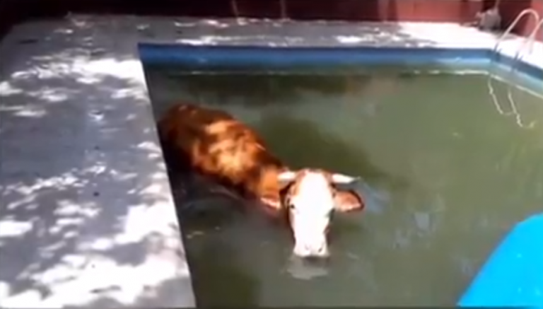 Rescatan una vaca tras pasar dos días a remojo en una piscina de la Sierra de Madrid