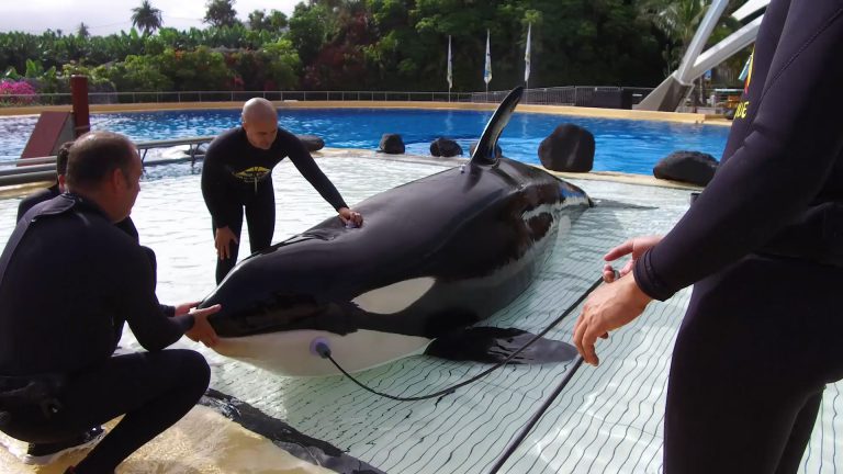 Se pone a punto en Loro Parque un método para  estudiar cómo oyen las grandes ballenas   