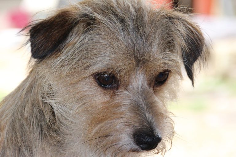 Los cinco pasos a seguir para evitar un 'golpe de calor' en tu mascota, según la Policía