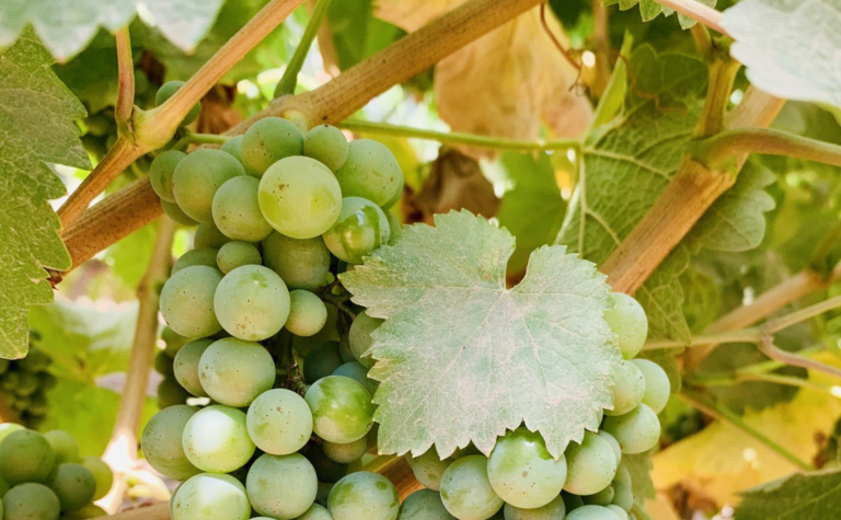 El precio de la uva, hundido a 15 días de Nochevieja