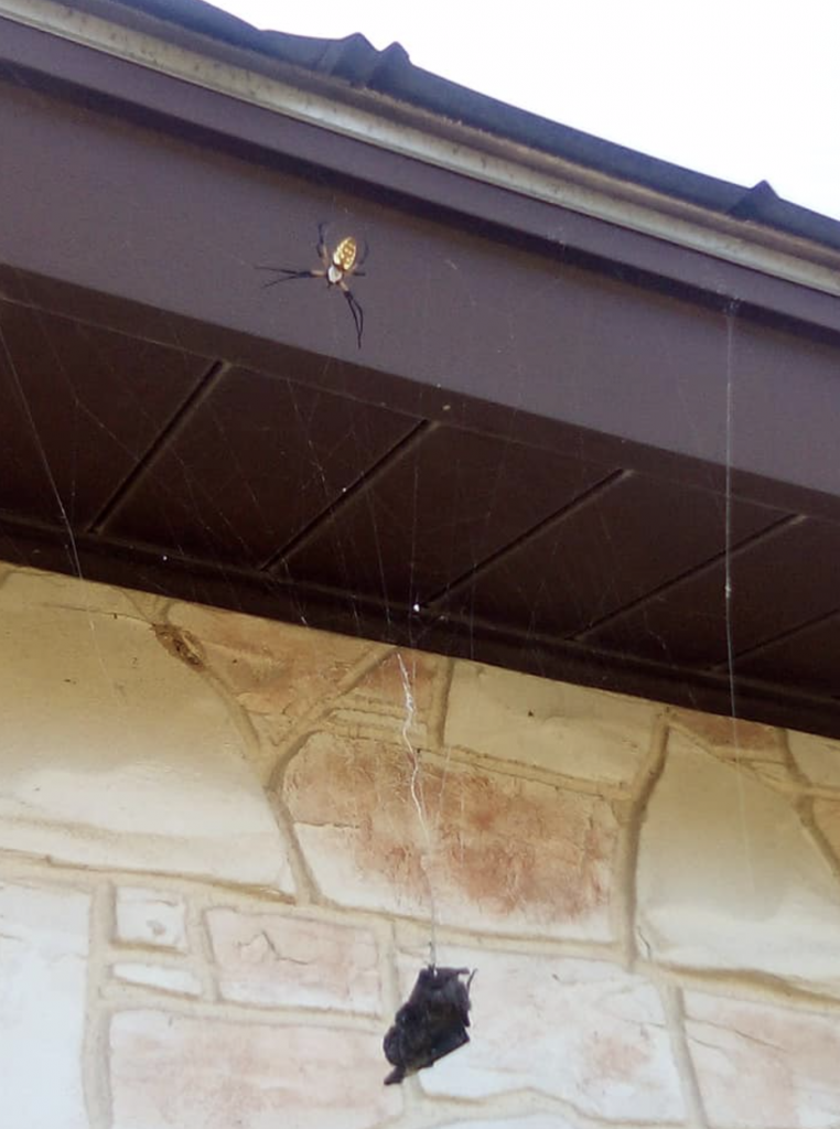 Captura de pantalla 2019 08 09 a las 11.39.36