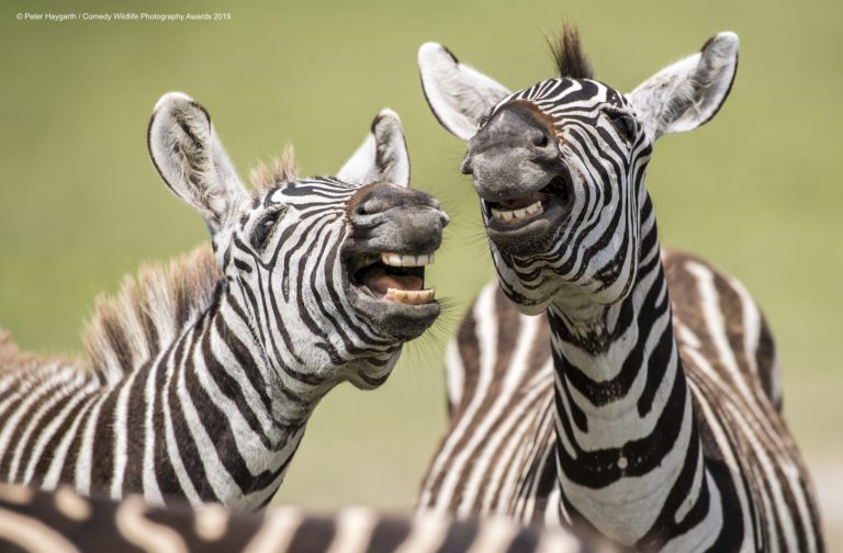 Las divertidas fotos de los 'Comedy Wildlife Awards 2019'