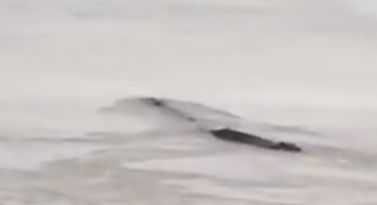 Graban a una extraña criatura de más de 20 metros nadando en una presa hidroeléctrica