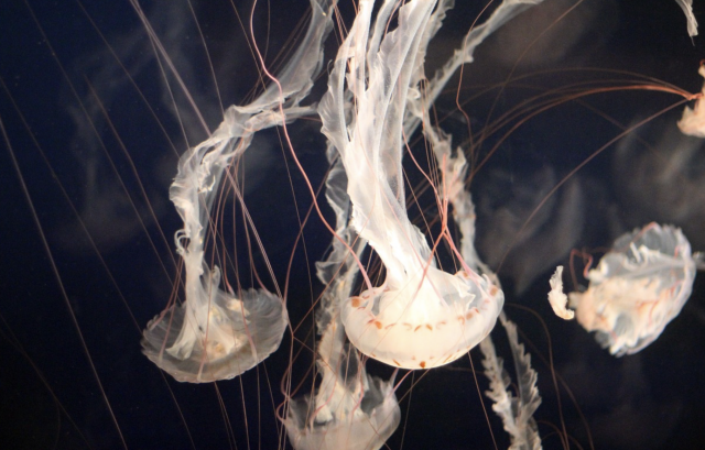 Captura de pantalla 2019 09 19 a las 14.21.29