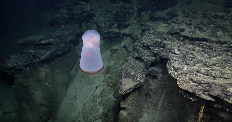 Graban un rarísimo ejemplar de medusa traslúcida en las profundidades del Pacífico