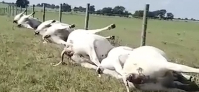 12 vacas mueren en fila por el impacto de un rayo