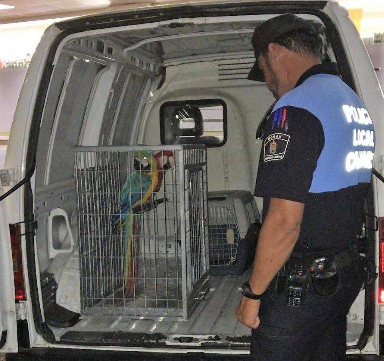 La Policía Local de Mogán impide que 2 loros sean usados como reclamo turístico