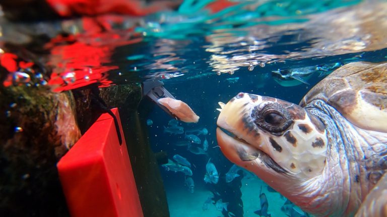 La tortuga Federica disfruta de su nueva vida en Loro Parque