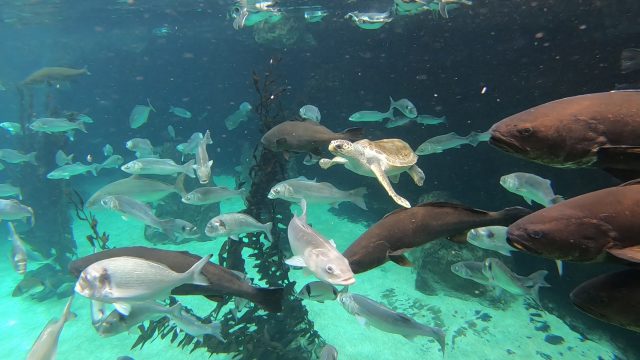 La tortuga Federica disfruta de su nueva vida en Loro Parque 4