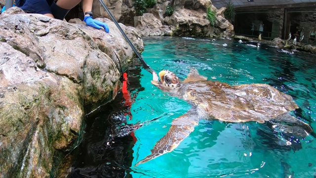La tortuga Federica disfruta de su nueva vida en Loro Parque 5