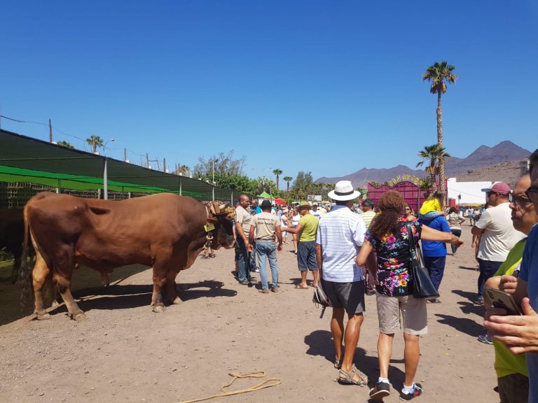 Éxito de participación en la Feria de Ganado de San Nicolás de Tolentino