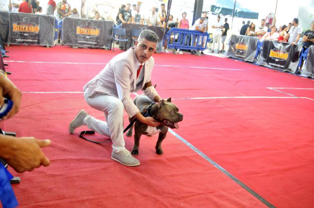 festival american bully 2