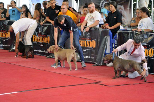 festival american bully 3