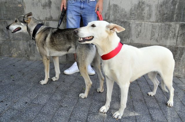 festival american bully