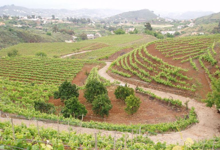 El periódico ‘The New York Times’ incluye al vino grancanario Frontón de Oro en la lista de los 20 mejores del mundo por menos de 20 dólares