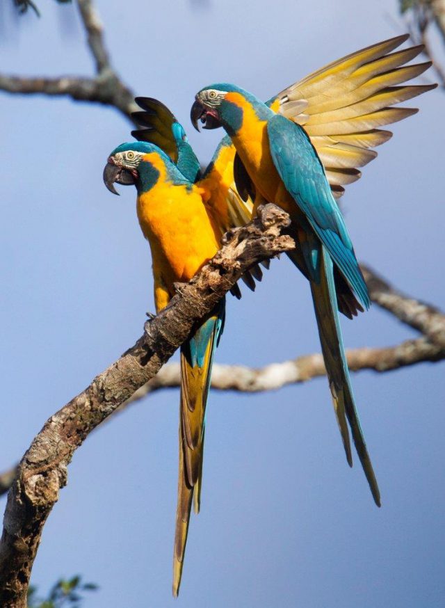 loro parque fundacion cumple 25 años 5