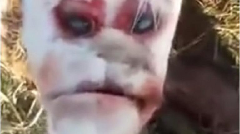 Nace un ternero con gran parecido al rostro de un humano