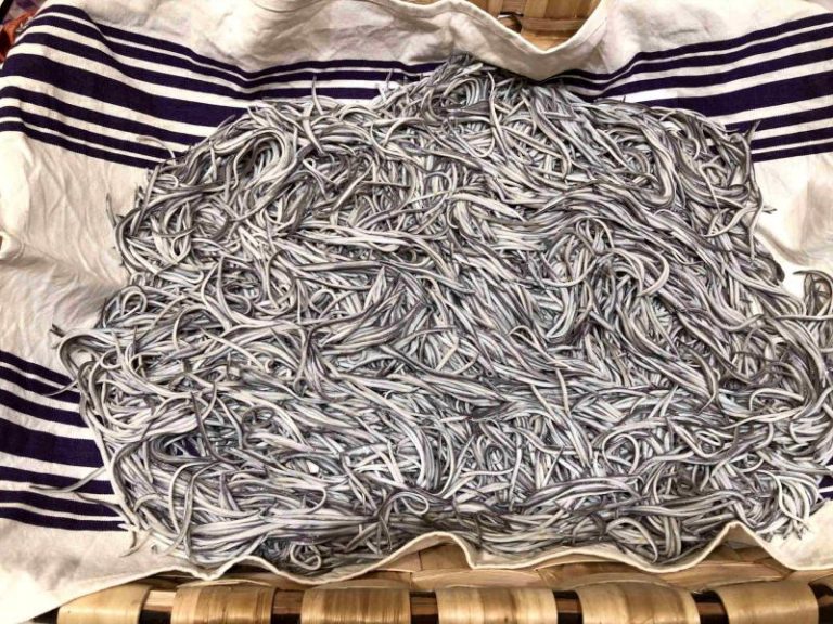 Desarticuladas cuatro redes de traficantes de angulas que movían seis millones al año