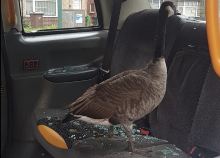 Un ganso 'coge' un taxi atravesando la luna del vehículo
