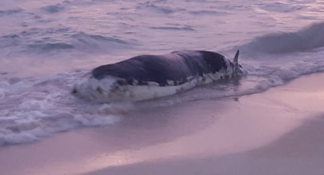 Captura de pantalla 2019 10 02 a las 11.21.18