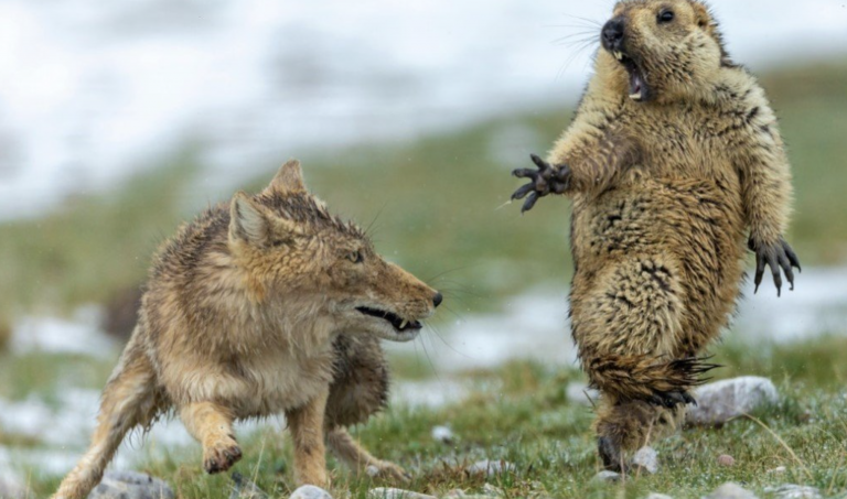 Así se hizo la fotografía que ha ganado el concurso del Museo Natural de Historia de Londres