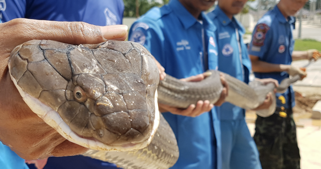 Capturan una cobra de cuatro metros y 15 kilos en Tailandia 6 Captura de pantalla 2019 10 16 a las 8.42.02