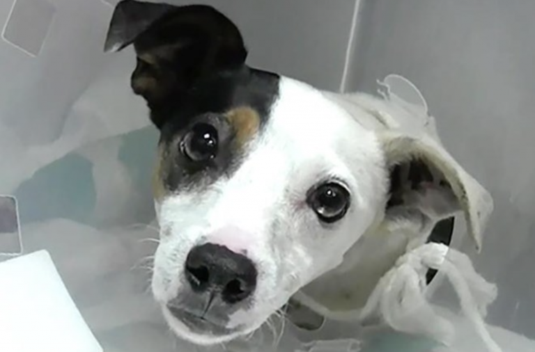 Condenan en Guadalajara a un cazador por disparar a un perro que paseaba con sus dueños