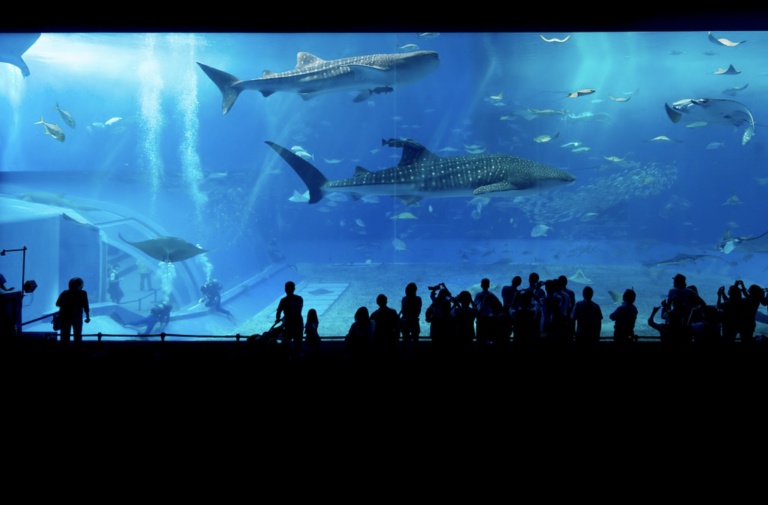 Un tiburón devora a otro ante la atónita mirada de los visitantes de un acuario