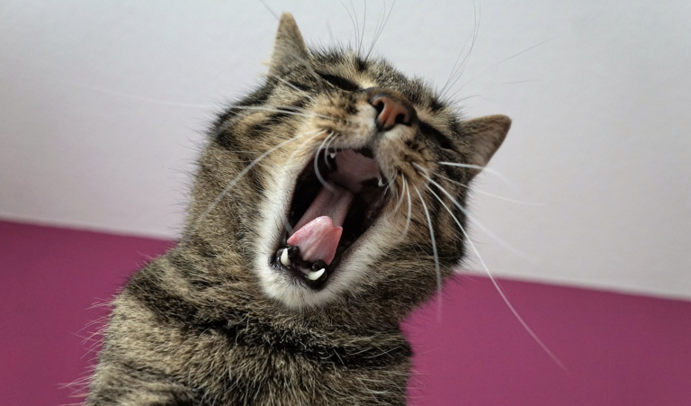 Detenida en Pamplona por pasear a su gato con correa