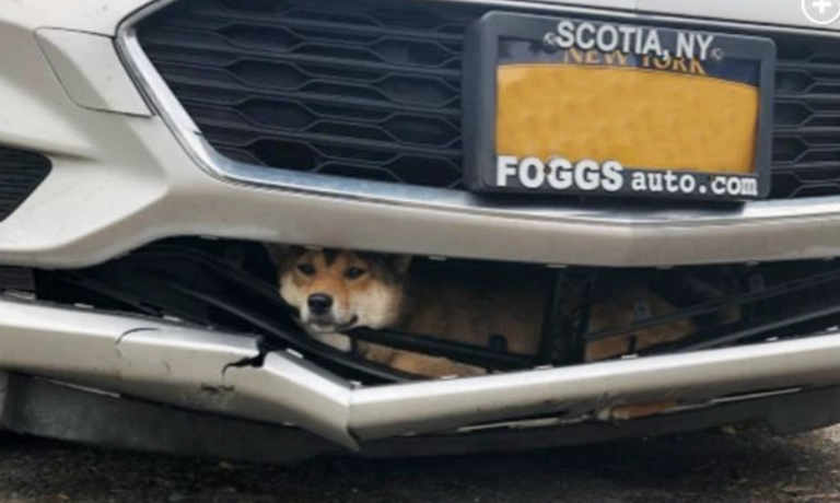 Un perro sobrevive tras viajar 45 minutos incrustado en el coche que lo atropelló